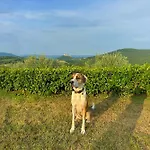 Vila Fiore Spinovci *