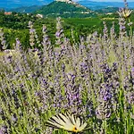 Vila Fiore Spinovci Rakotule
