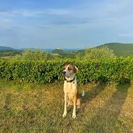 Vila Fiore Spinovci *