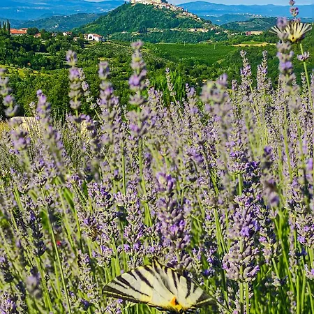 Vila Fiore Spinovci Rakotule