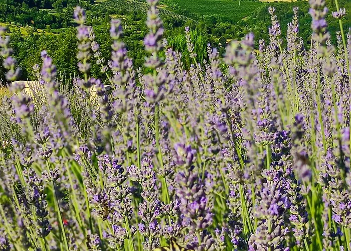 Villa Fiore Spinovci Rakotule